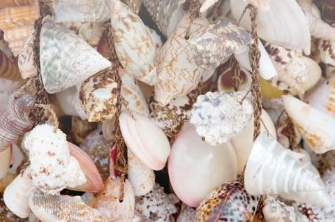 Shells Stock Photos