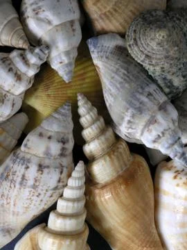 Shells Stock Photos