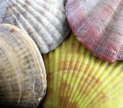 Shells Stock Photos