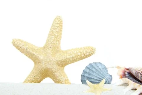Shells Stock Photos
