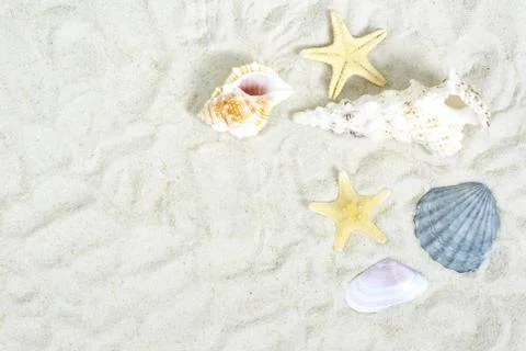 Shells Stock Photos