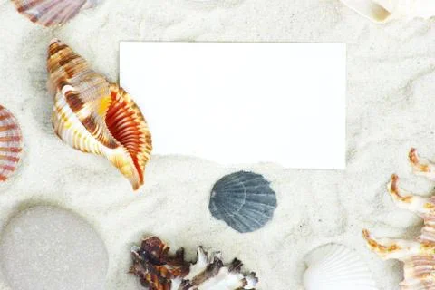 Shells Stock Photos