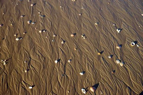 Shells Foto stock