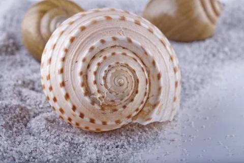 Shells Stock Photos