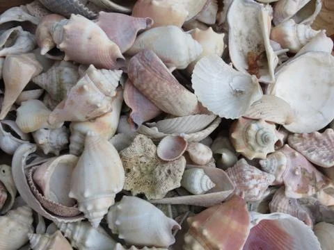 Shells Stock Photos