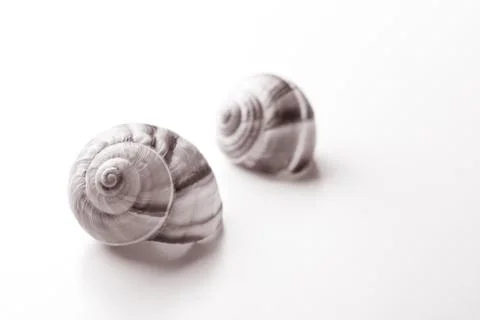 Shells Stock Photos