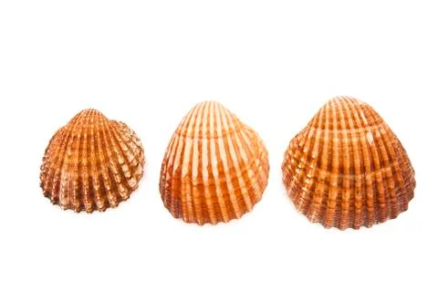 Shells Stock Photos