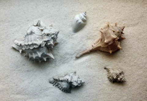 Shells Stock Photos
