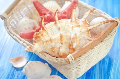 Shells Stockfoto's