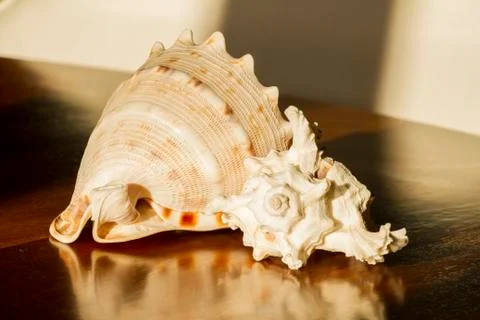 Shells Stock Photos