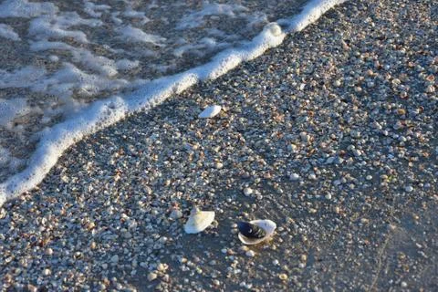 The shells Stock Photos