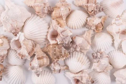  Shells Stock Photos