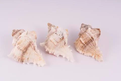  Shells Stock Photos