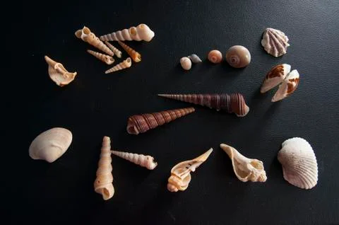 Shells Stock Photos