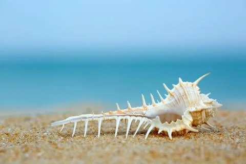 Shells Stock Photos