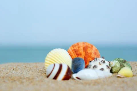Shells Stock Photos