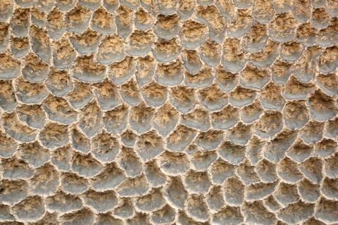 Shells. Stock Photos