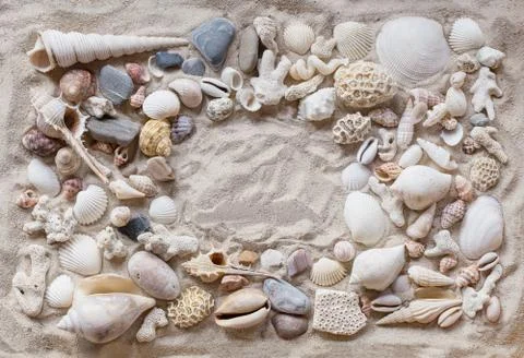 Shells Stock Photos