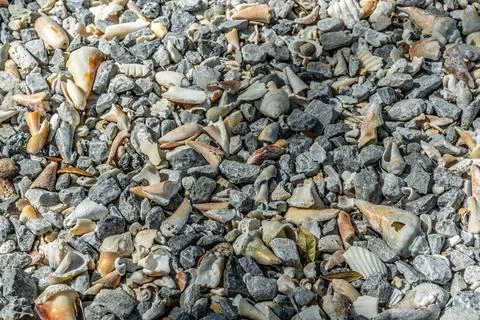 Shells Stock Photos