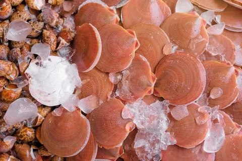 Shells. Stock Photos