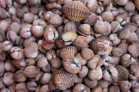 Shells. Stock Photos