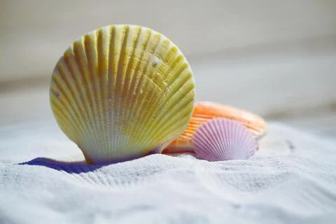 Shells Stock Photos