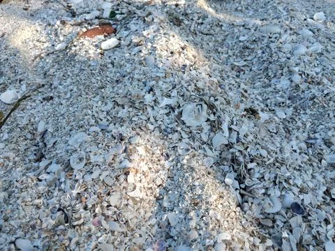 Shells Stock Photos
