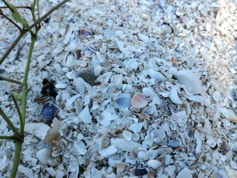 Shells Stock Photos