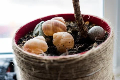 Shells in the plant pot Stock Photos