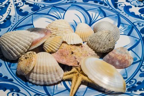 Shells on the plate Stock Photos