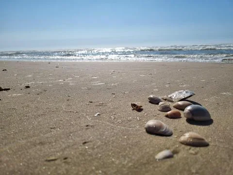 Shells on a quiet beach Stock Photos