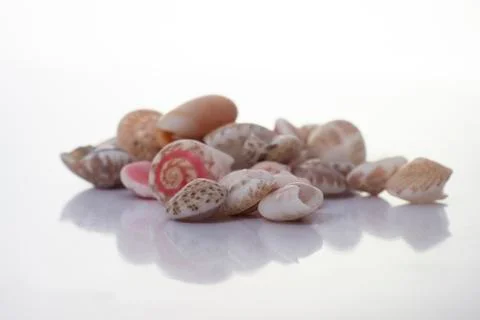 Shells with reflection on white Stock Photos