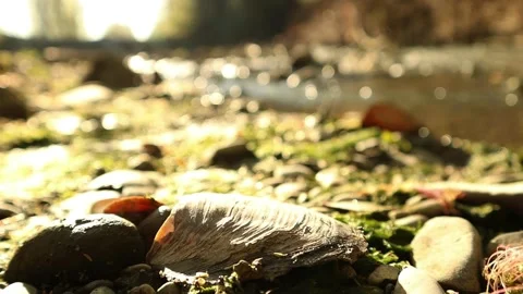 Shells on river bed with mountains stream in the background-60 fps Stock Footage 152803641