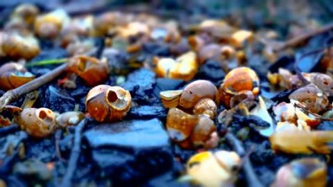 Shells on the river Foto stock