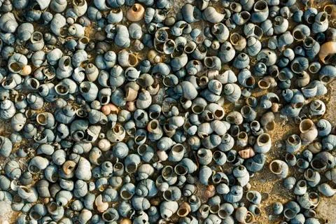 Shells on the riverside in winter time. Stockfoto's