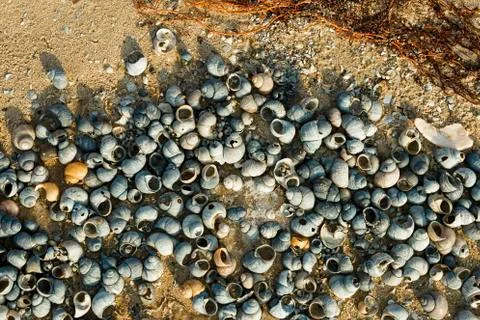 Shells on the riverside in winter time. Foto stock