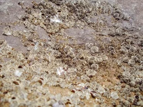 Shells on a rock background Stock Photos