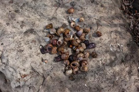 Shells on the rock Stock Photos