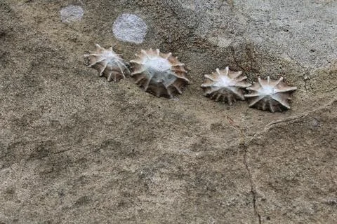 Shells on a rock Stock Photos