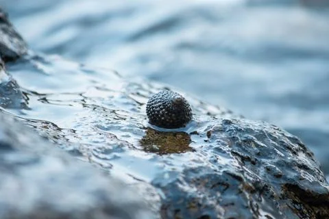 Shells on the rocks in the sea Stock Photos