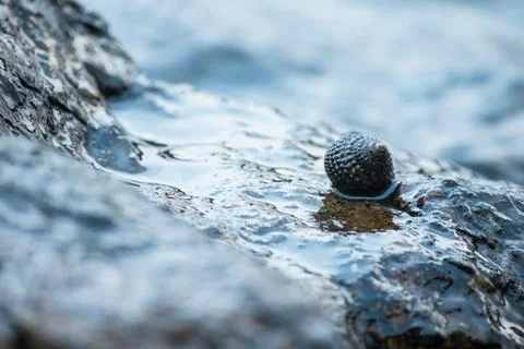 Shells on the rocks in the sea Stock Photos