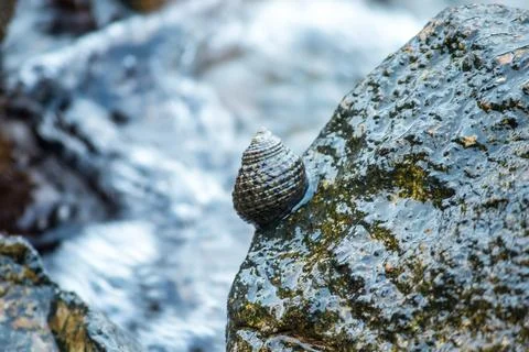 Shells on the rocks in the sea Stock Photos