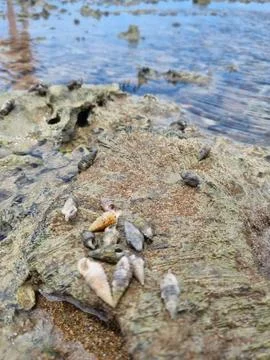 Shells on the rocky shore Foto stock
