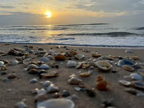 Shells on the sand (1) Stock Photos
