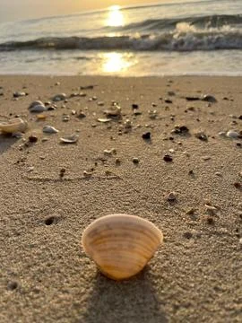 Shells on the sand (12) Stock Photos