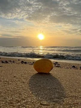 Shells on the sand (15) Stock Photos