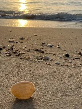 Shells on the sand (16) Stock Photos