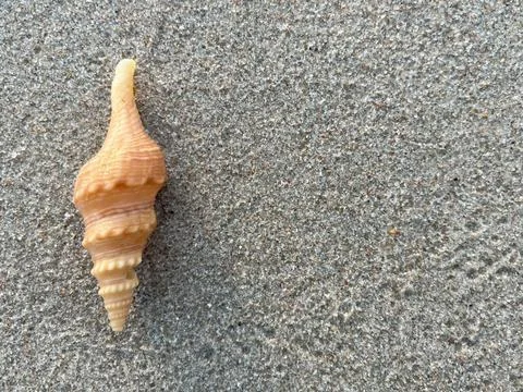 Shells on the sand (18) Stock Photos