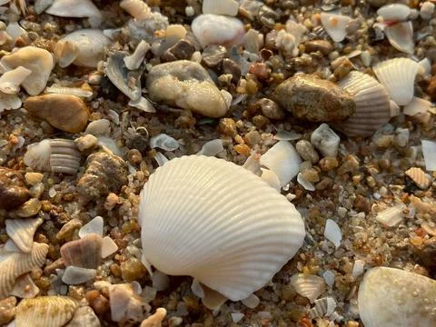 Shells on the sand (2) Фото