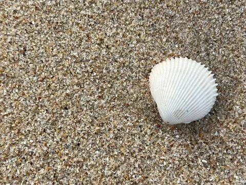 Shells on the sand (2) Photos